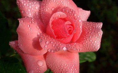 7 Tips to Lasting Love