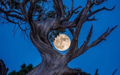 What’s the Purpose of Life?