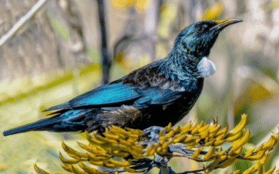 Funding Available To Work With Me (NZ Residents Only)