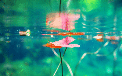 5-Steps To Calming The Chaos