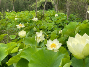 A pond full of lotus plants with white lotus flowers.