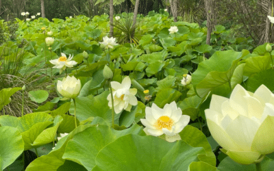 How shifting your consciousness changes your life